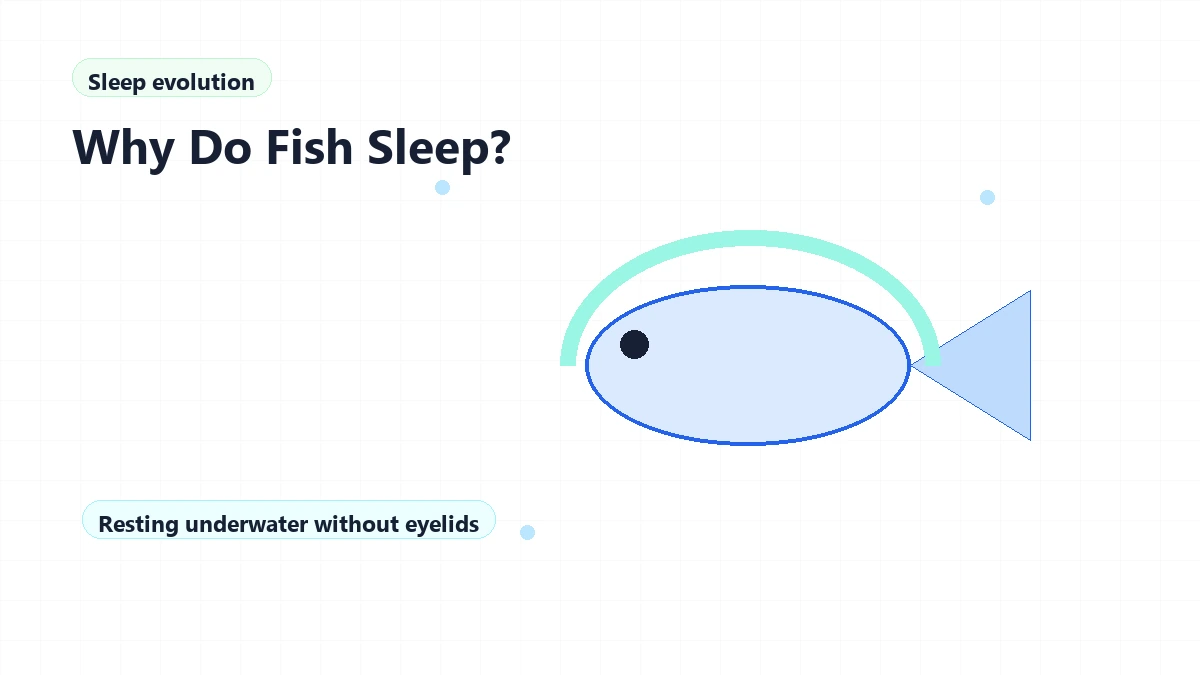 Why Do Fish Sleep?