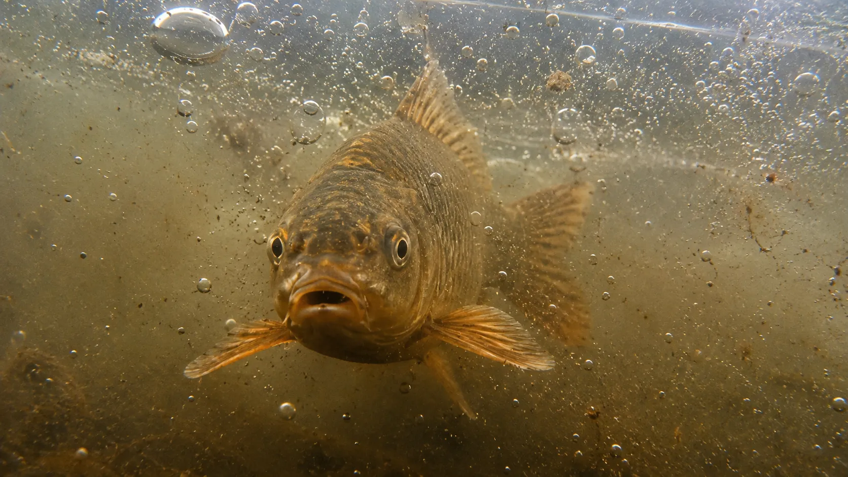 Fish swimming in clear water with visible gill movement