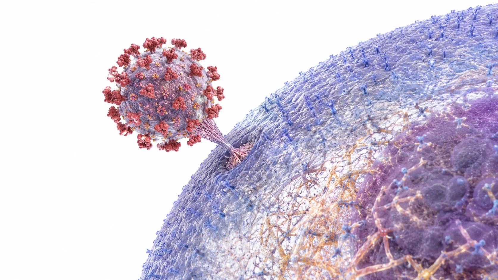 Close-up illustration of a virus particle approaching and attaching to a human cell