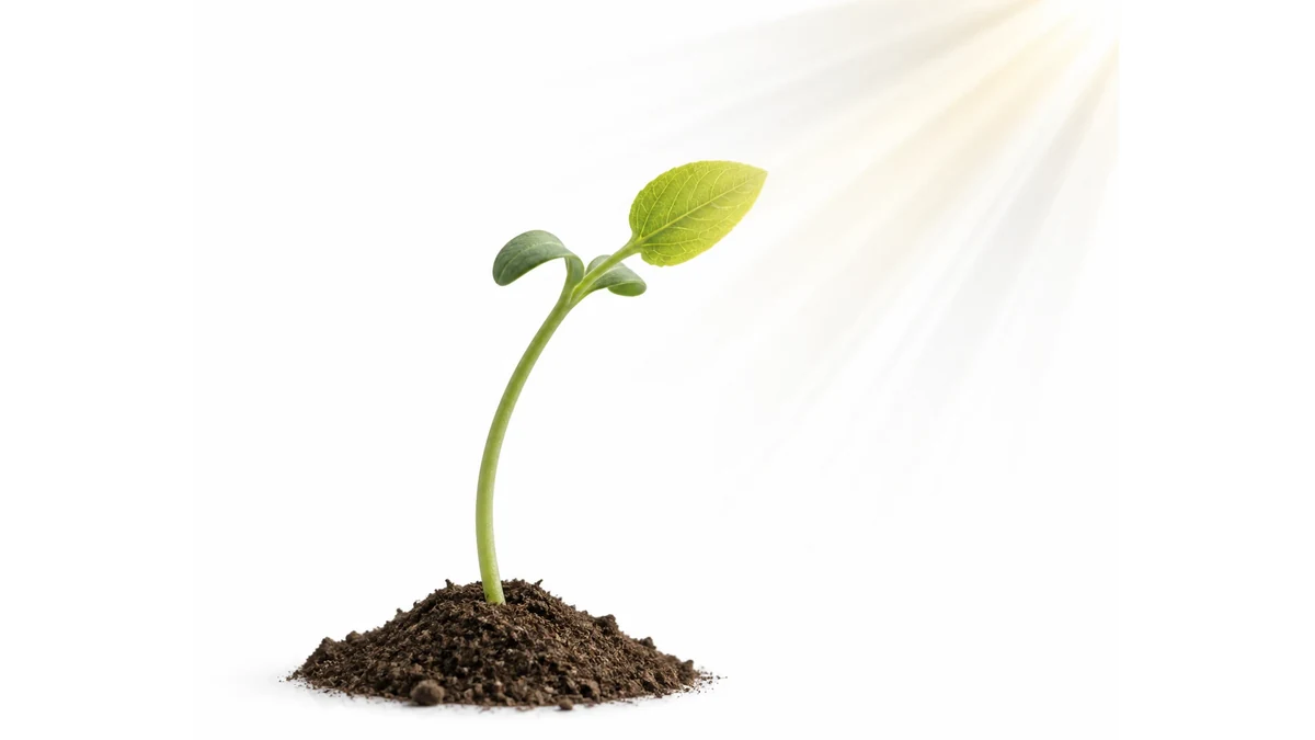 Why Do Plants Grow Toward Light?