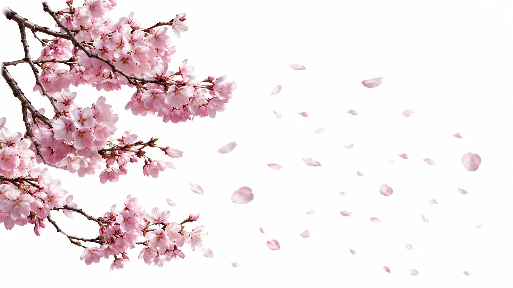 Cherry blossoms falling from a tree in soft morning light