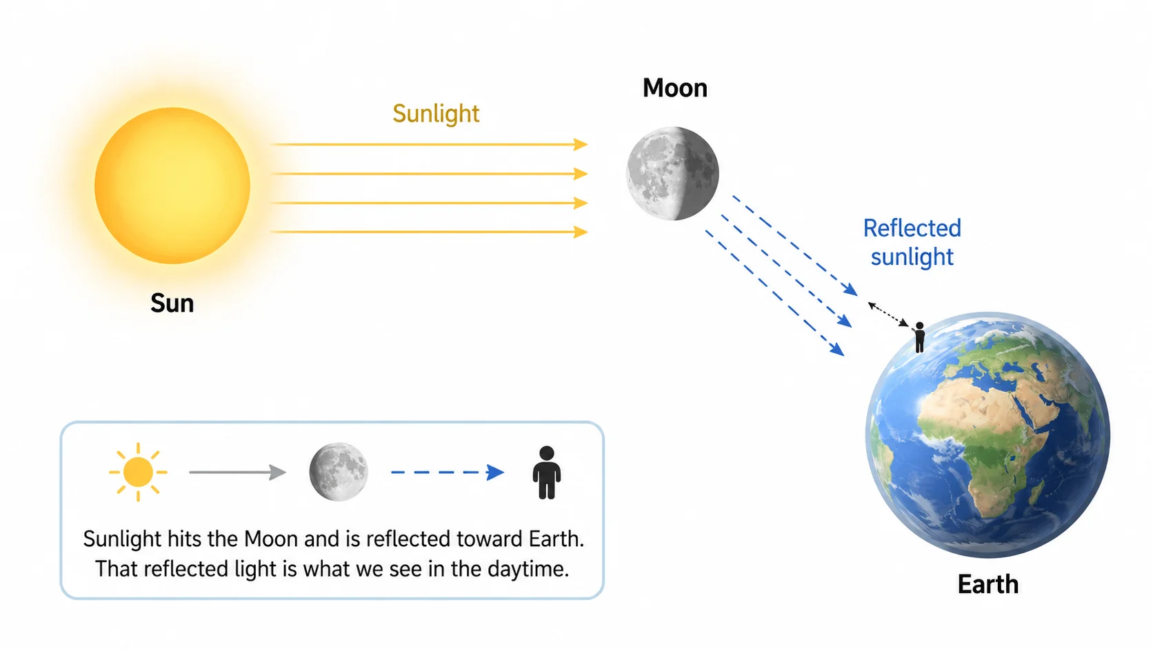 Diagram of lunar phases showing when each phase is visible in daytime and nighttime