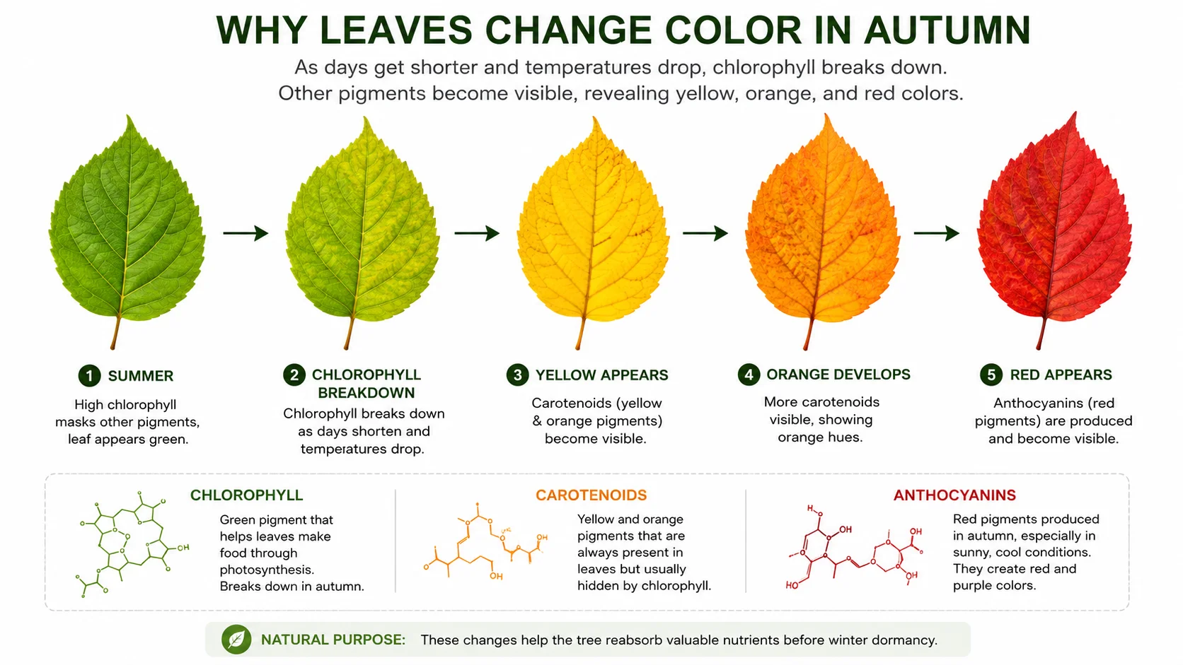 Diagram showing chlorophyll breakdown and the emergence of carotenoid and anthocyanin pigments