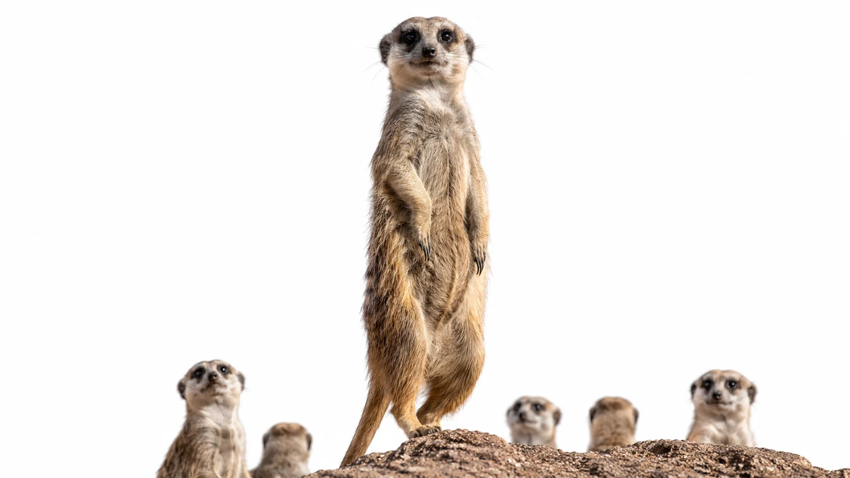 Meerkat standing upright while scanning the surroundings