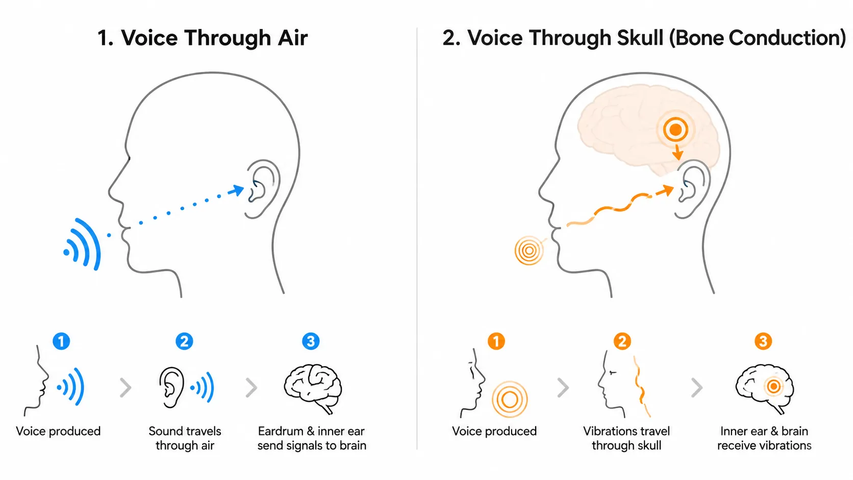 Diagram showing airborne sound path vs bone conduction path to the inner ear