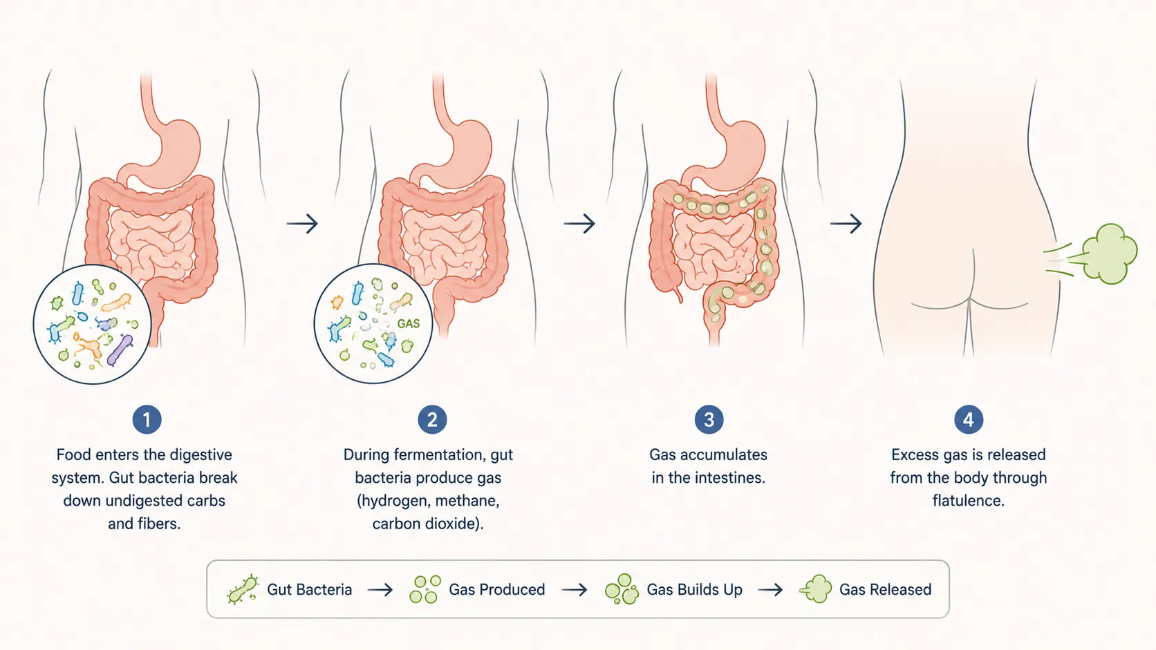 Diagram of the digestive tract showing swallowed air, bacterial fermentation in the colon, gas composition, and anal sphincter release