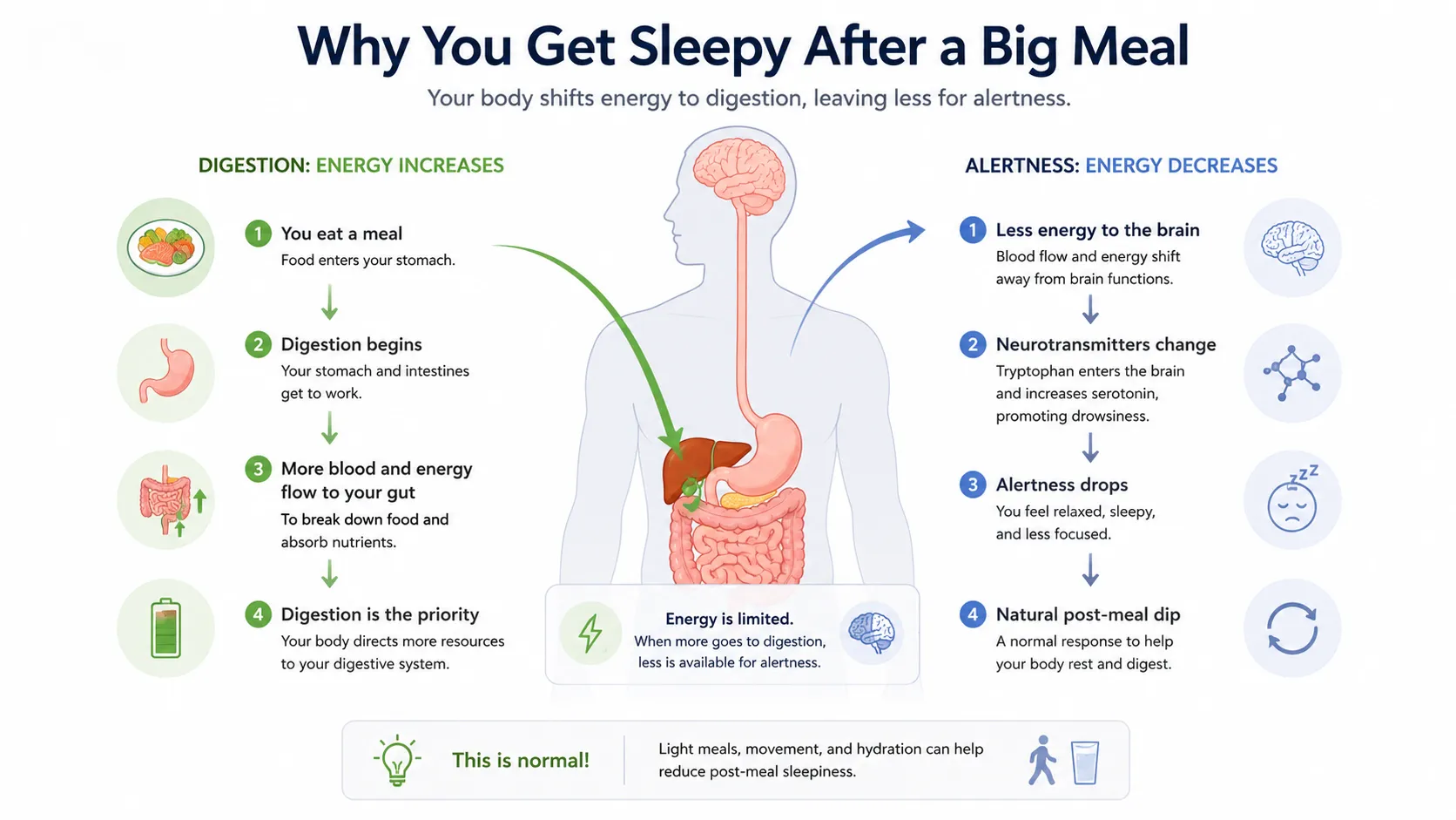 Diagram showing blood flow to gut, insulin release, serotonin increase, and brain receiving less blood after eating