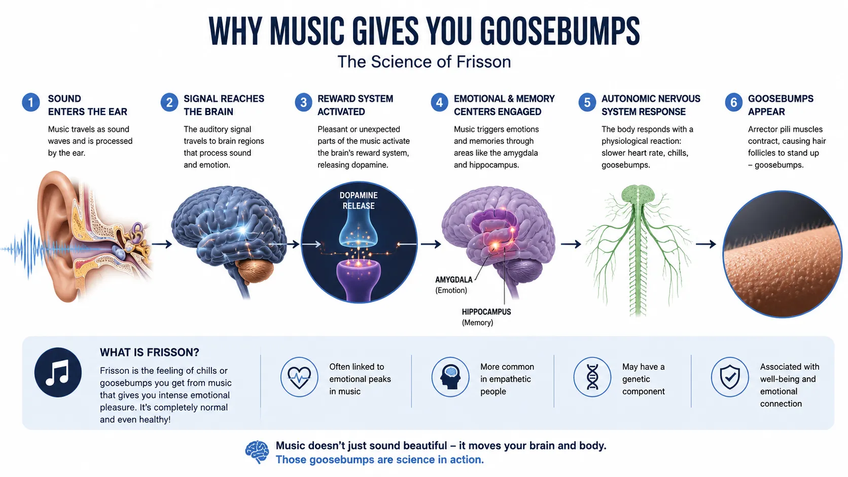 Diagram showing the auditory cortex, reward pathway, and skin response during musical frisson