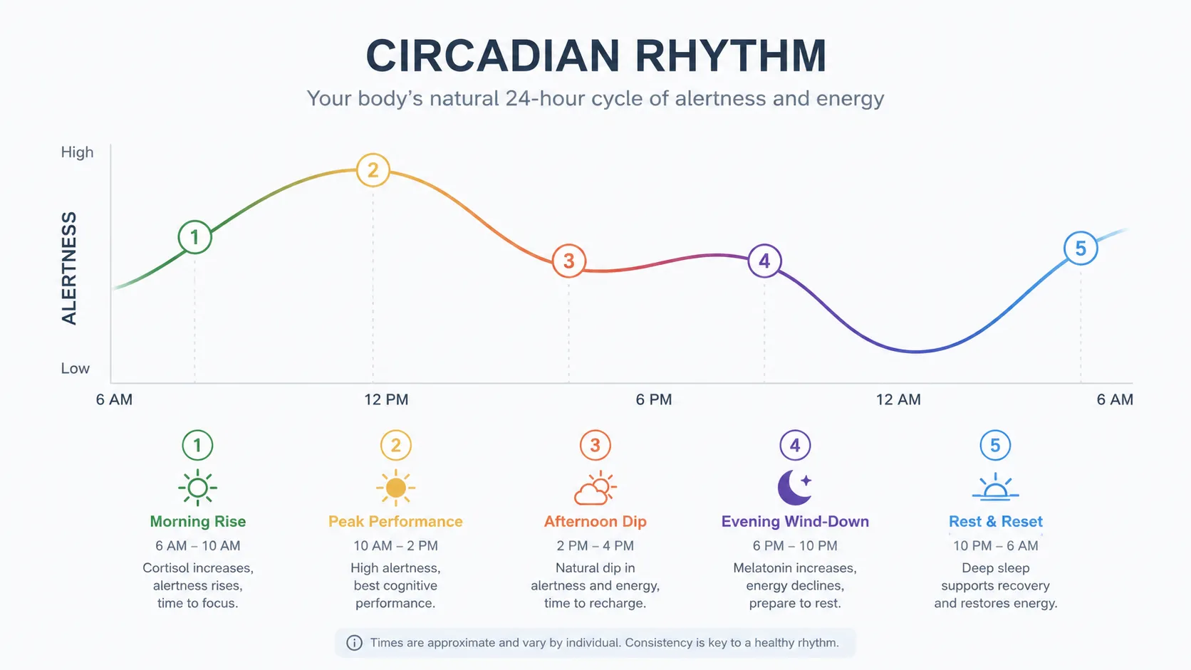 Graph-style diagram showing alertness peaks in the morning and evening with dips at night and early afternoon