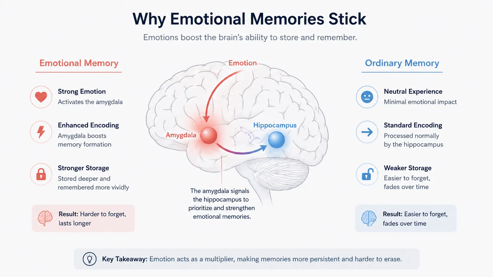 Diagram showing embarrassing event triggering amygdala activation which strengthens hippocampal memory encoding