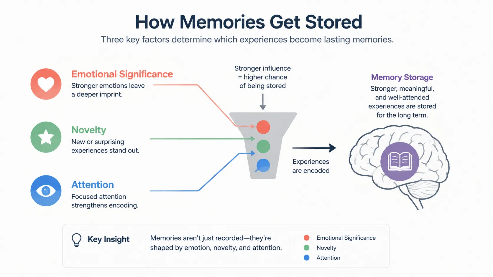 Diagram showing the amygdala tagging emotional events, the hippocampus encoding them, and cortisol disrupting that process under stress