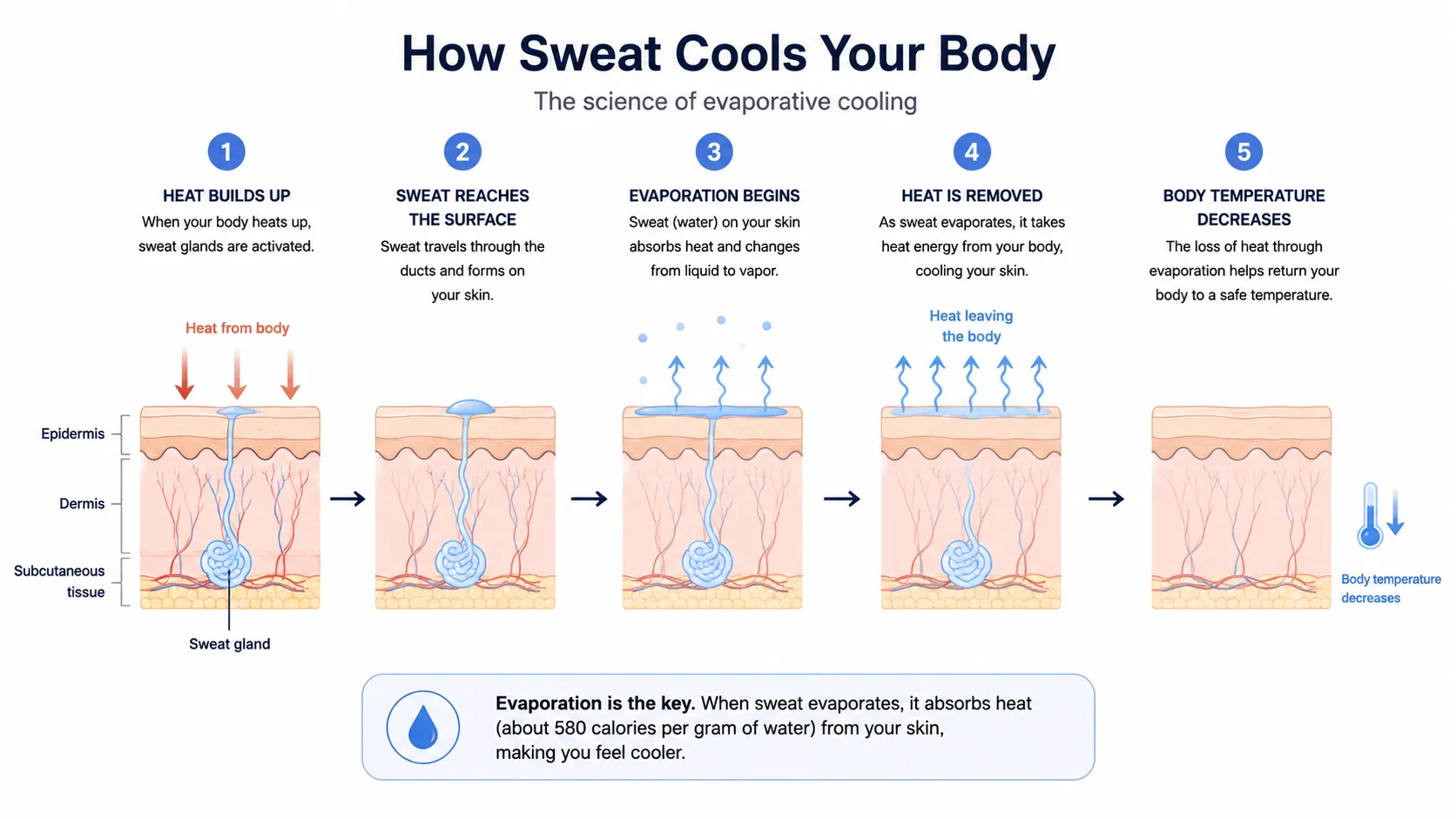 Diagram comparing eccrine and apocrine sweat glands in cross-section of skin